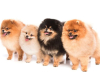 pomeranec 