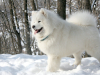 samojed