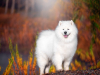 samojed