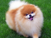 pomeranec 